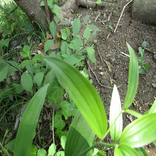 ホウチャクソウの葉