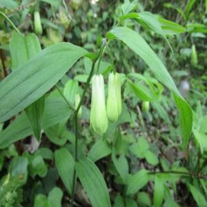 ホウチャクソウの花