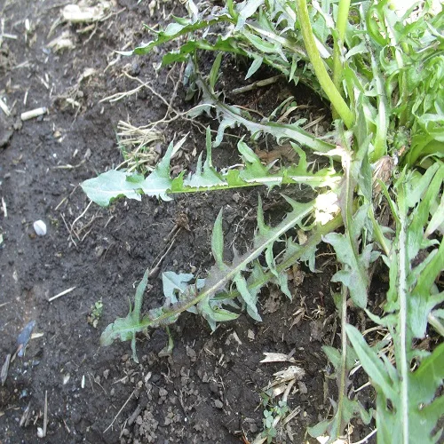 シロバナタンポポの葉