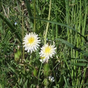 シロバナタンポポの花