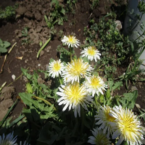 シロバナタンポポの花