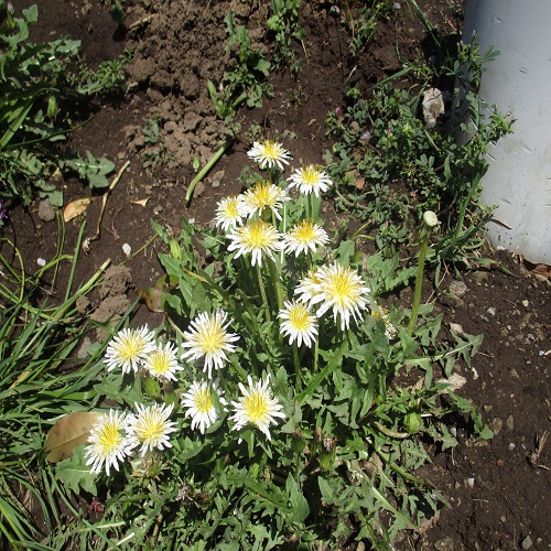 シロバナタンポポの花