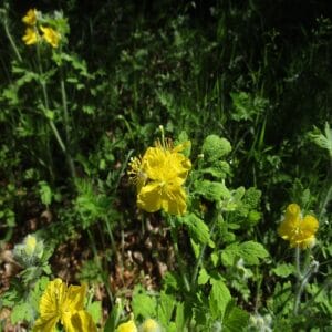 クサノオウの花