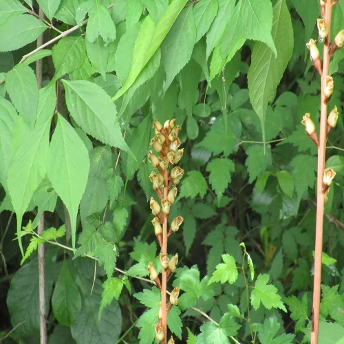 オニノヤガラの花