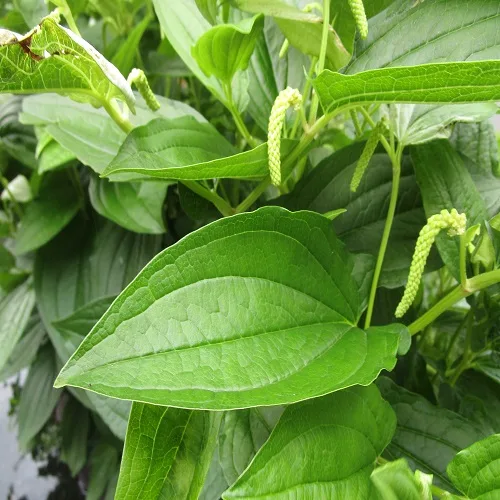 ハンゲショウの葉