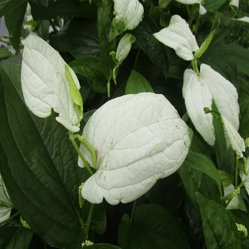 花が咲いたときのハンゲショウの葉