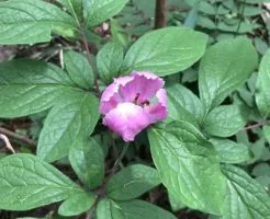 ベニバナヤマシャクヤク