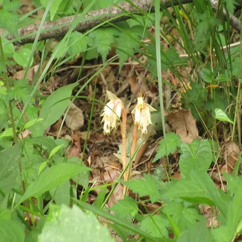 シャクジョウソウの花