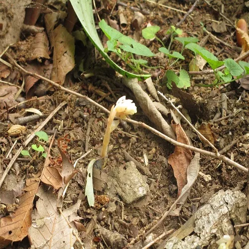 シャクジョウソウの花