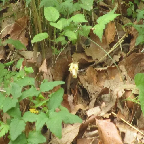 シャクジョウソウの花