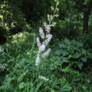 チダケサシの花