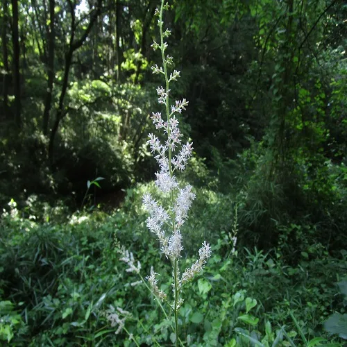 チダケサシの花