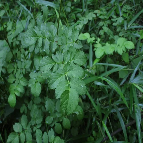 チダケサシの葉