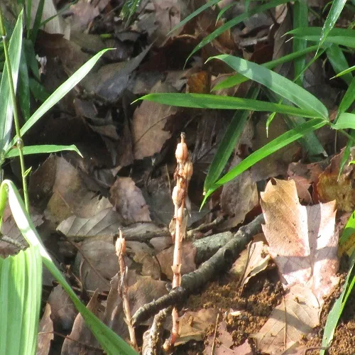 シャクジョウソウの実