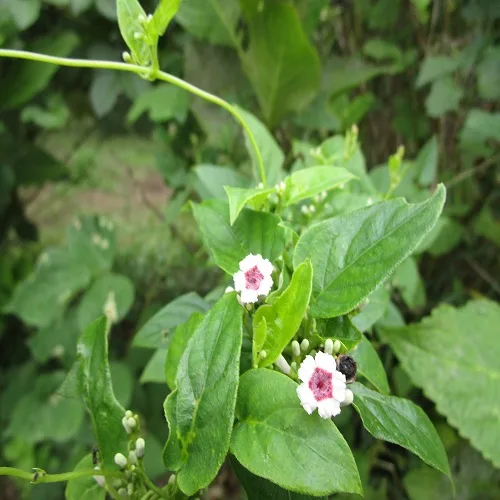 ヘクソカズラの花