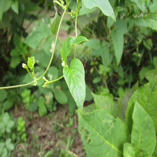 ヘクソカズラの葉