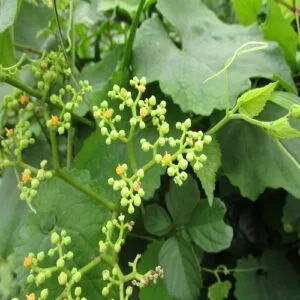 ヤブガラシの花