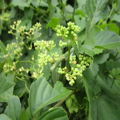 ヤブガラシの花
