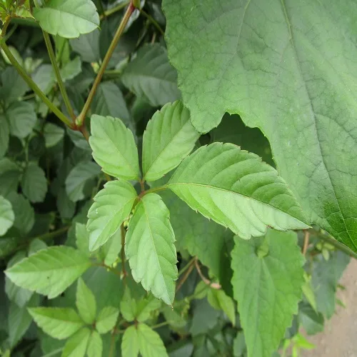 ヤブガラシの葉