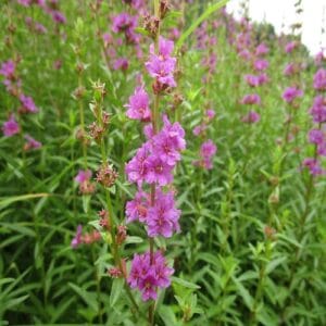 ミソハギの花