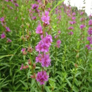 ミソハギの花