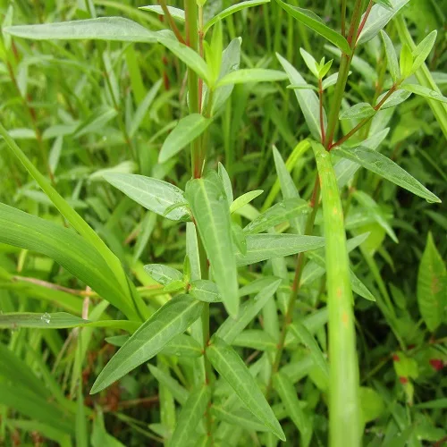 ミソハギの葉