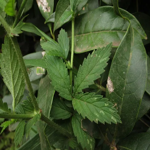 キンミズヒキの葉