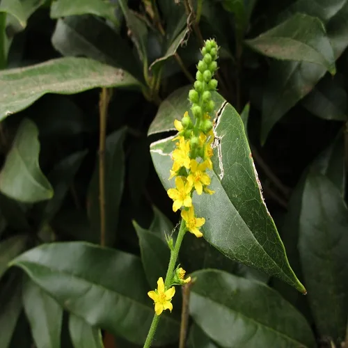 キンミズヒキの花