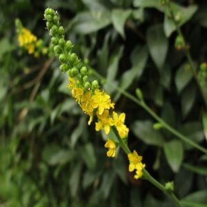 キンミズヒキの花