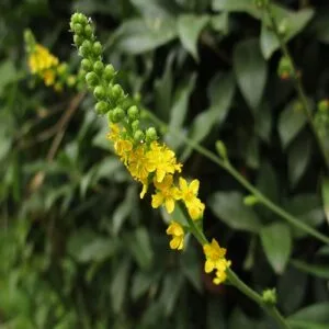 キンミズヒキの花