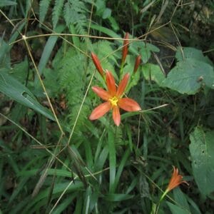 キツネノカミソリの花