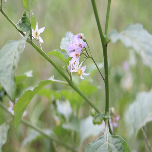 アメリカイヌホオズキの花