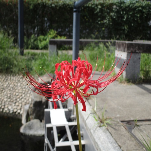 ヒガンバナの花