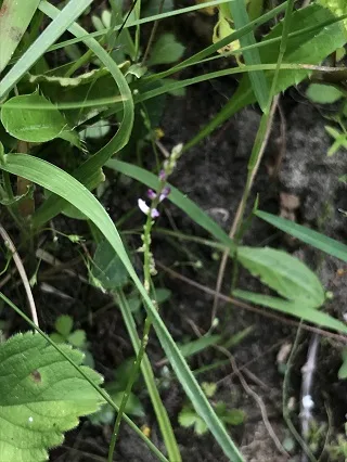 ヒナノカンザシ