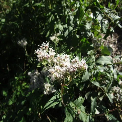 サワヒヨドリの花