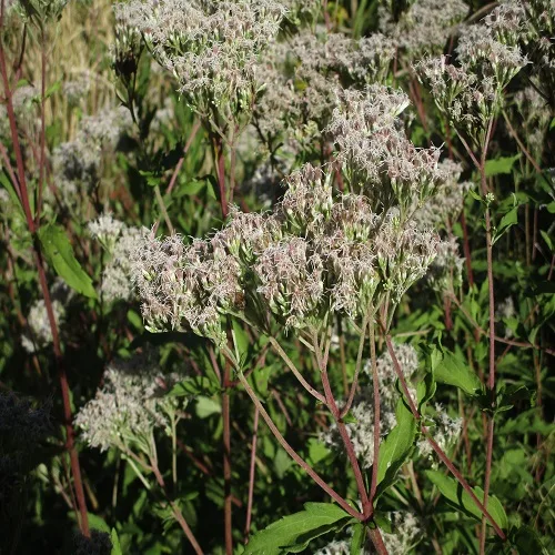 サワヒヨドリの花