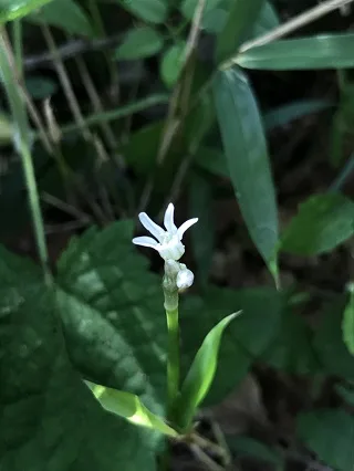 ステゴビル