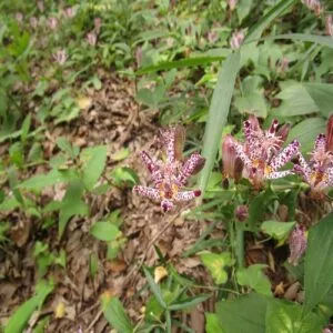ホトトギスの花