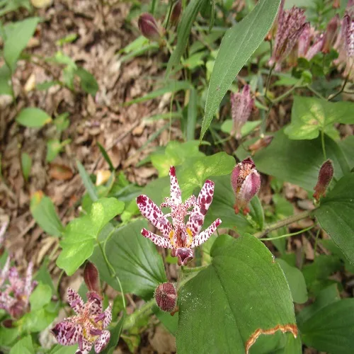 ホトトギスの花