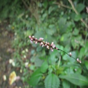 ハナタデの花