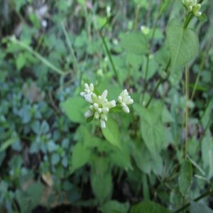 ミゾソバの花