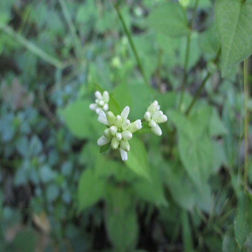 ミゾソバの花