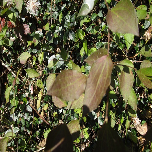 コウヤボウキの葉