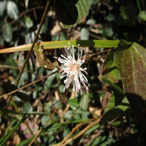 コウヤボウキの花