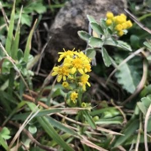 ハマノアキノキリンソウ