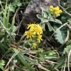 ハマノアキノキリンソウ