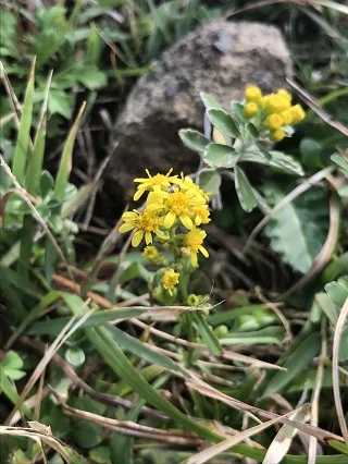 ハマアキノキリンソウ