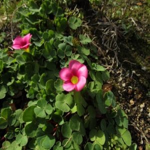 フヨウカタバミ