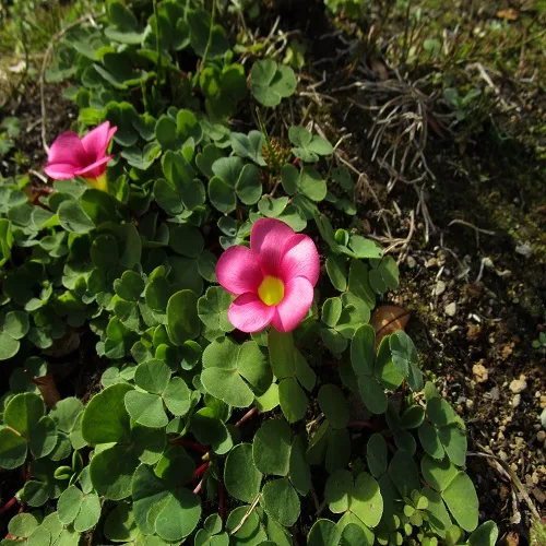 フヨウカタバミ