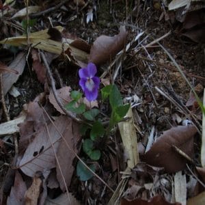 ニオイタチツボスミレの花